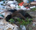 Δράμα: Πυροβόλησε - σκότωσε τα σκυλιά & πέταξε τα πτώματα στα σκουπίδια